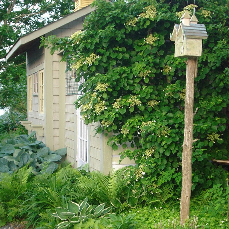 Climbing Hydrangea Vine - Image 4