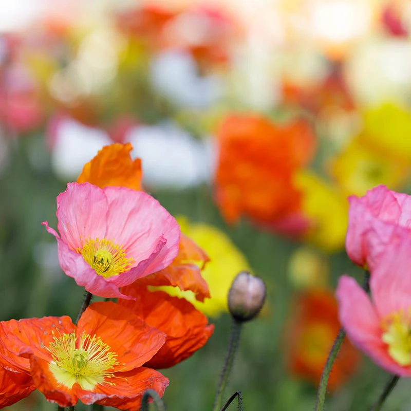 Champagne Bubbles Pink Iceland Poppy - Image 3