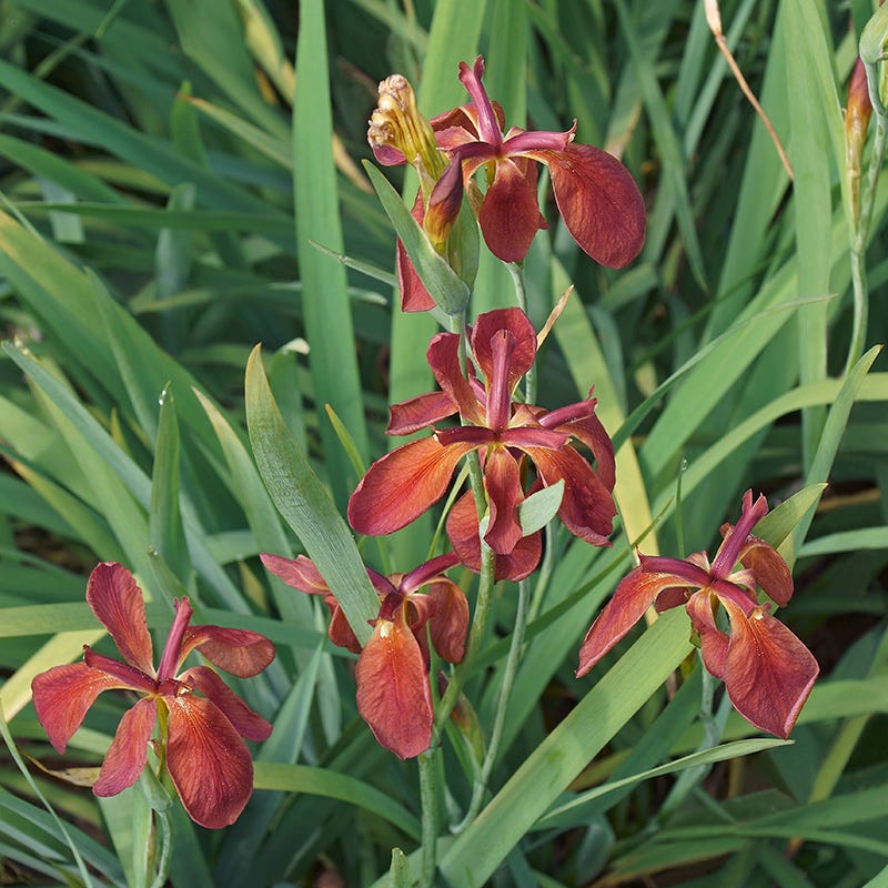 Copper Iris - Image 3