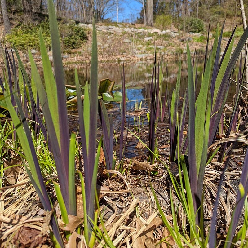 Gerald Darby Iris - Image 3
