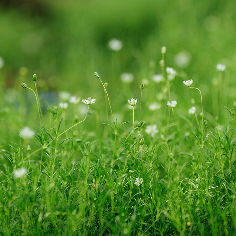 Irish Moss - Image 3