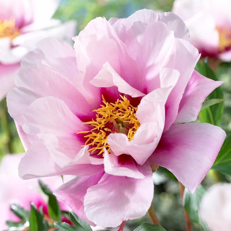 Cora Louise Itoh Peony - Image 2