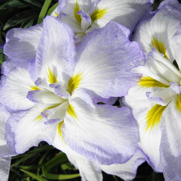Gracieuse Japanese Iris - Image 2