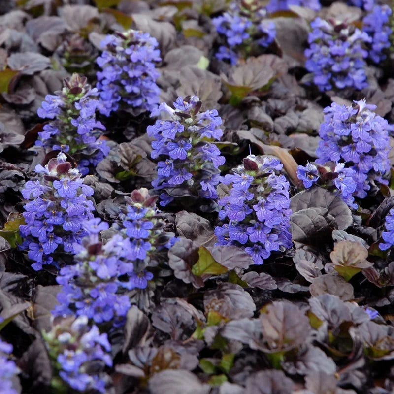 Jewelbox Shade Plant Collection - Image 2