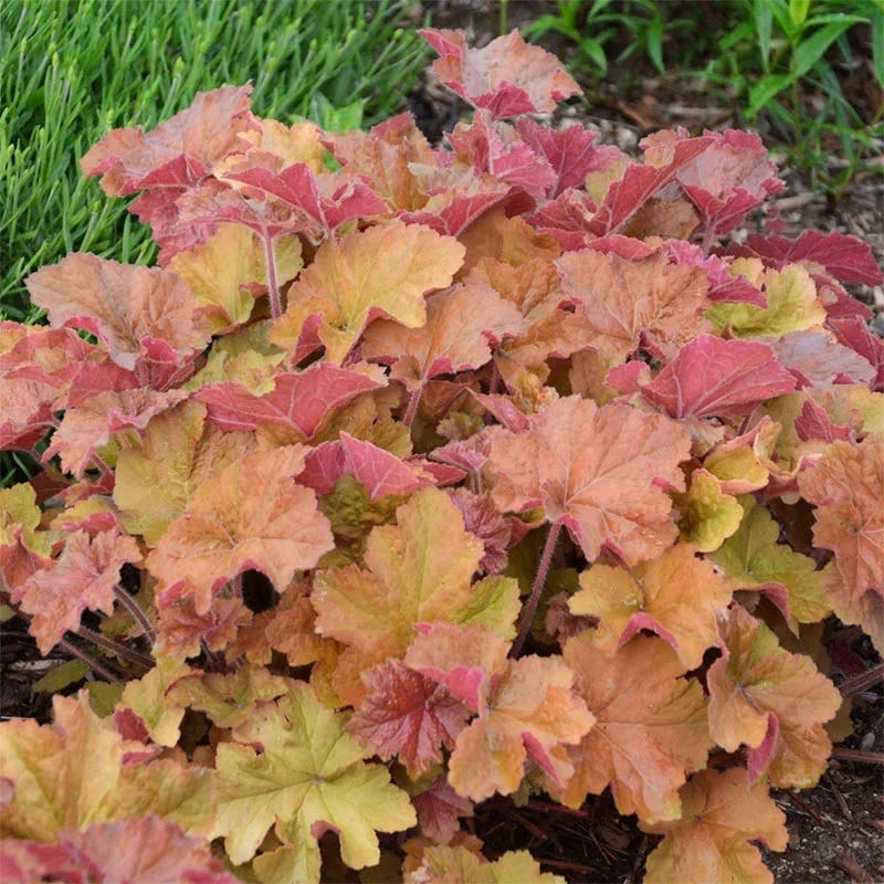 Jewelbox Shade Plant Collection - Image 6
