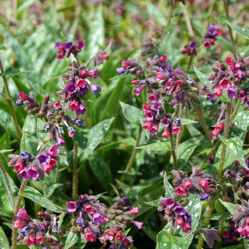 Jewelbox Shade Plant Collection - Image 7