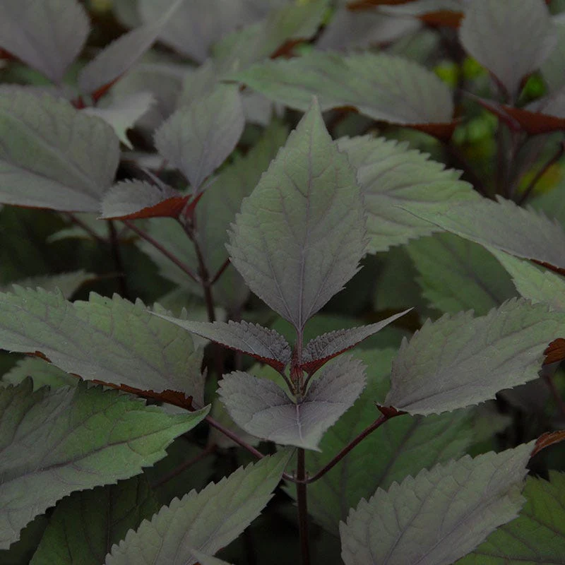 Chocolate Joe Pye Weed - Image 4