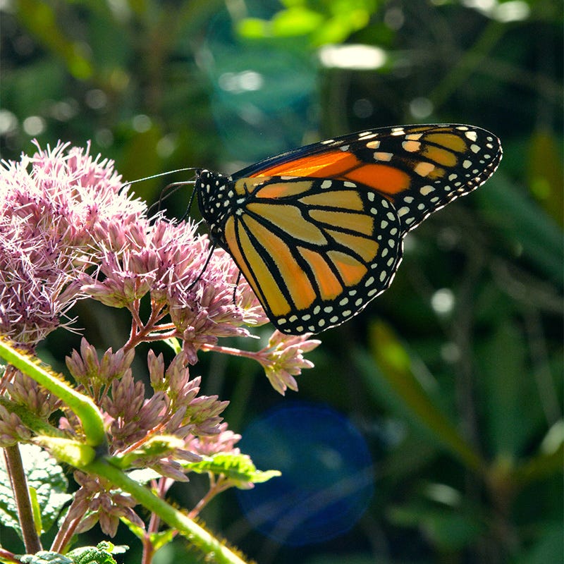Joe Pye Weed - Image 2