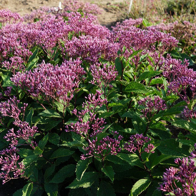 Euphoria™ Ruby Joe Pye Weed - Image 3