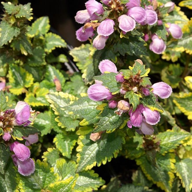 Golden Anniversary Lamium - Image 2