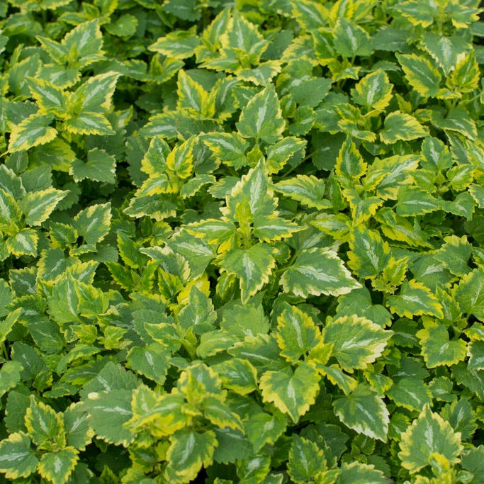 Golden Anniversary Lamium - Image 3
