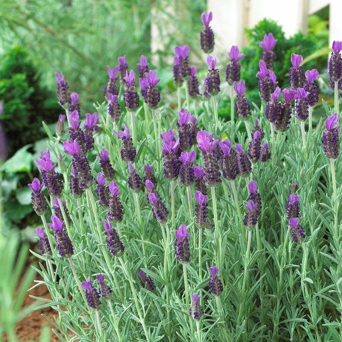 Anouk Spanish Lavender - Image 2
