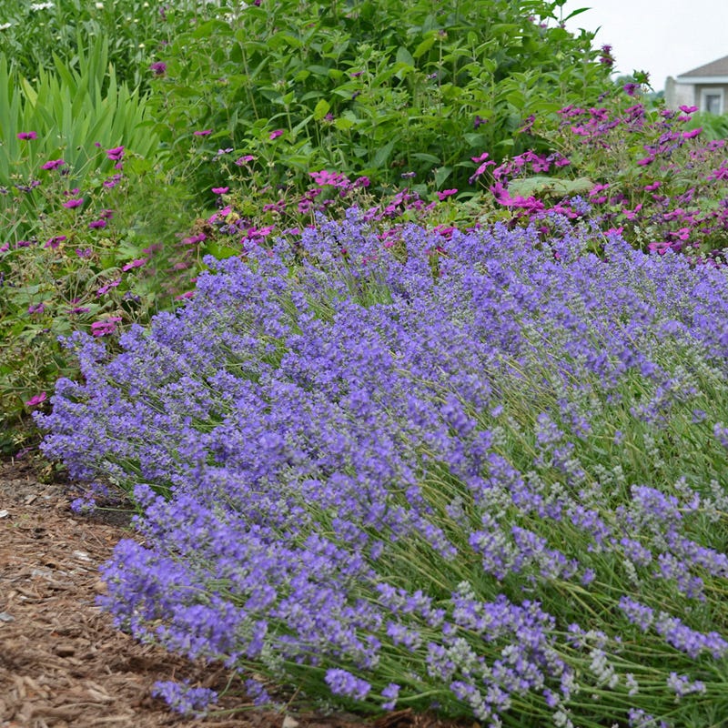 Blue Cushion English Lavender - Image 2