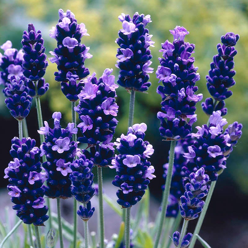 Checkerboard Low Grow Lavender Collection - Image 4