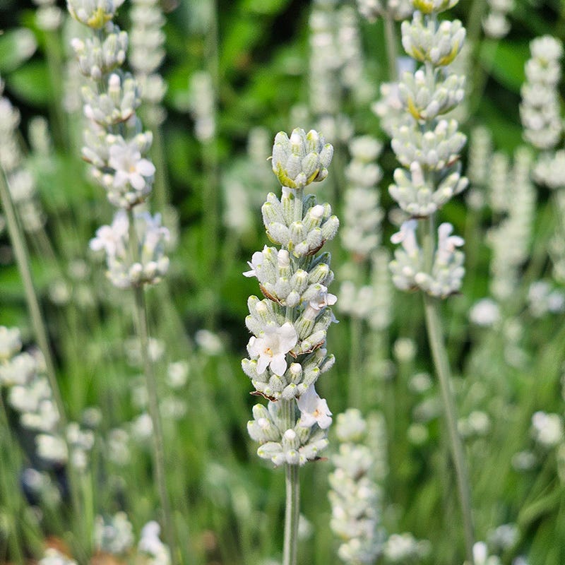 Exceptional™ Lavender - Image 2