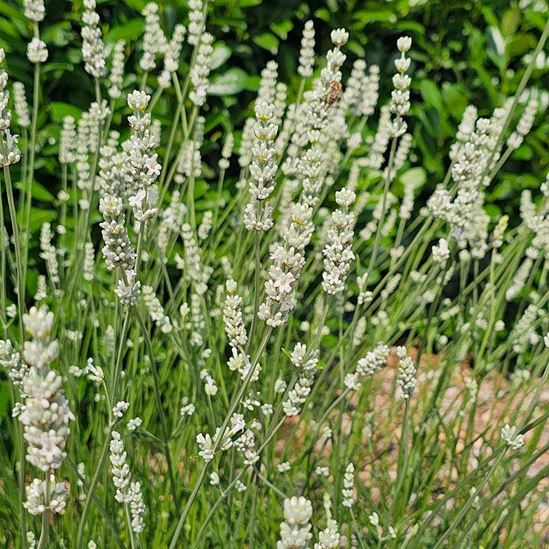 Exceptional™ Lavender - Image 5