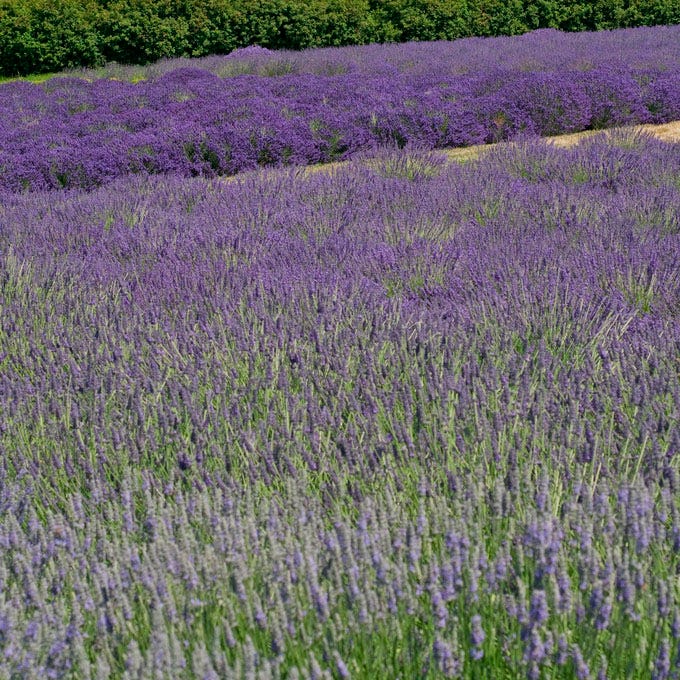 Provence Lavender - Image 2