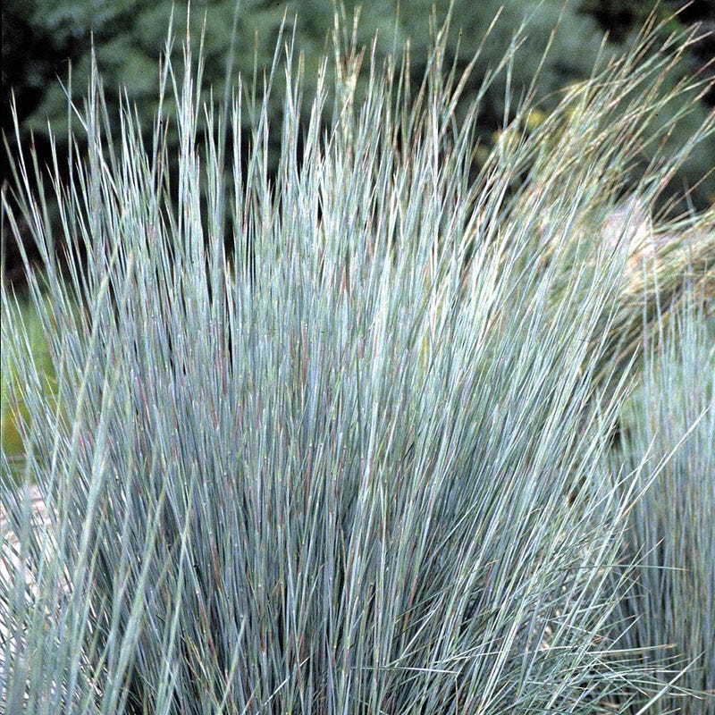 Lavender Retreat Plant Collection - Image 5