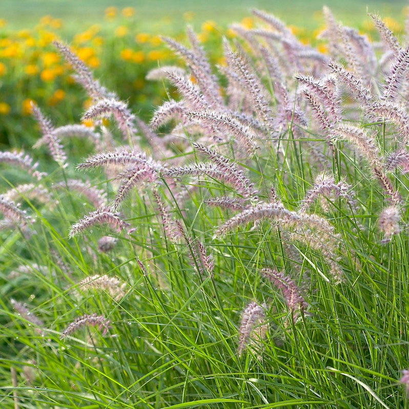 Lavender Retreat Plant Collection - Image 7