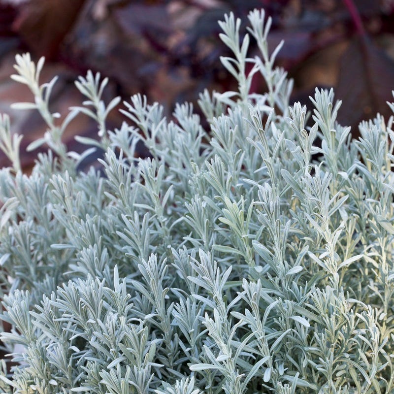 Silver Anouk Spanish Lavender - Image 3