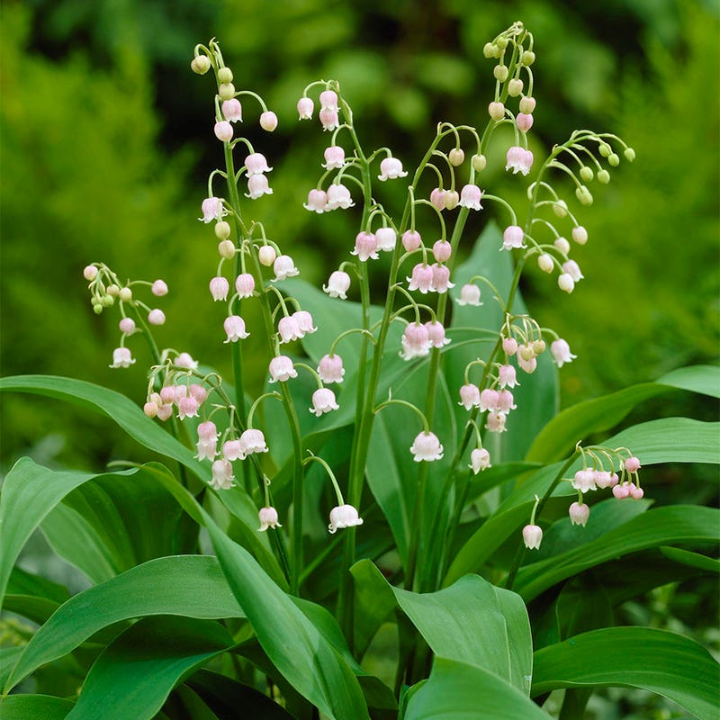 Rosea Lily of the Valley - Image 2