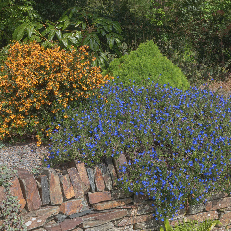 Heavenly Blue Lithodora - Image 2