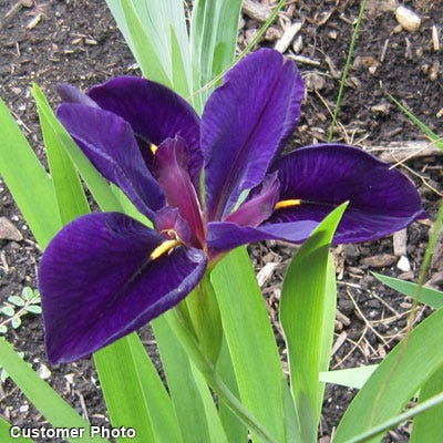 Black Gamecock Louisiana Iris - Image 2