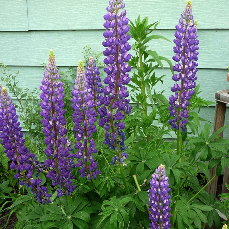 Gallery Blue Lupine - Image 2