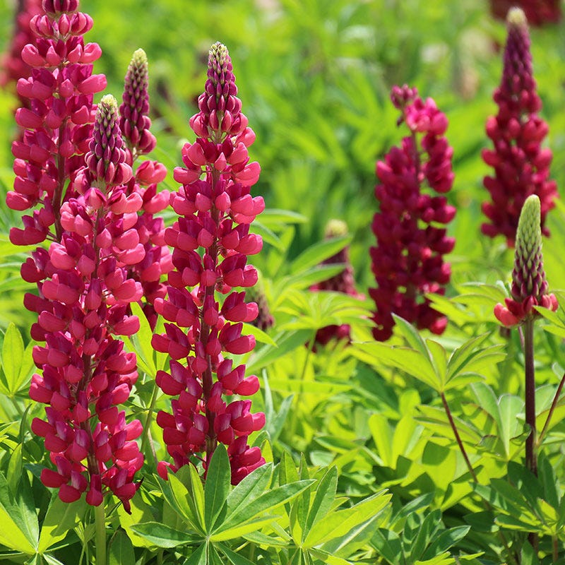 Gallery Red Lupine - Image 2