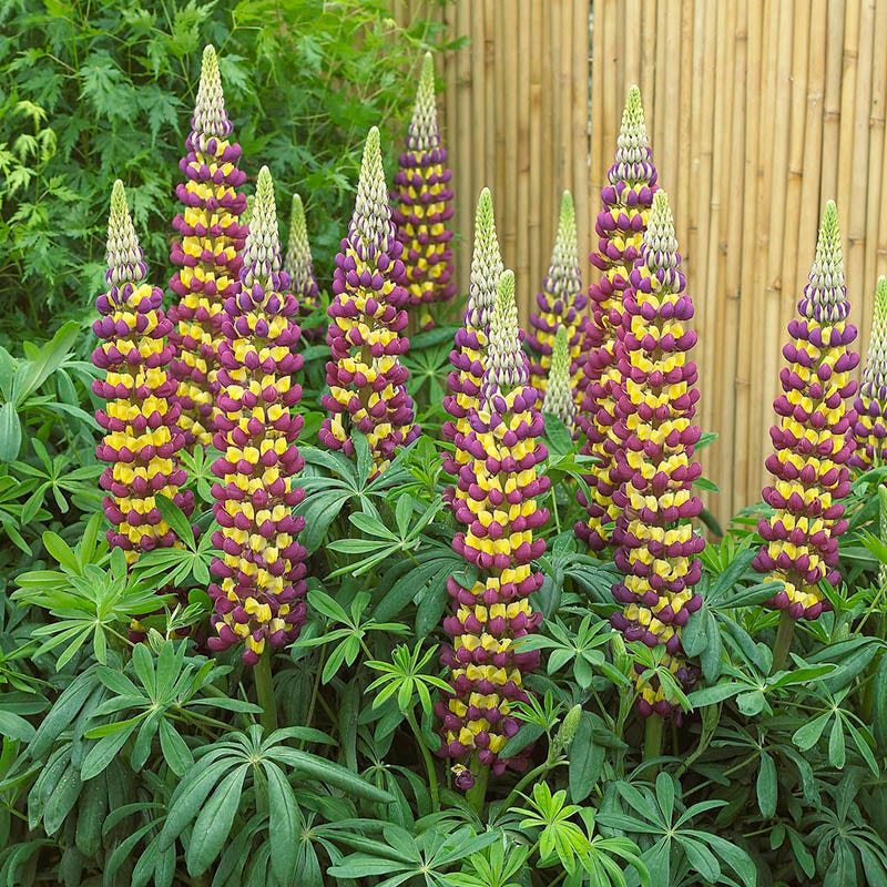 West Country™ Manhattan Lights Lupine - Image 2