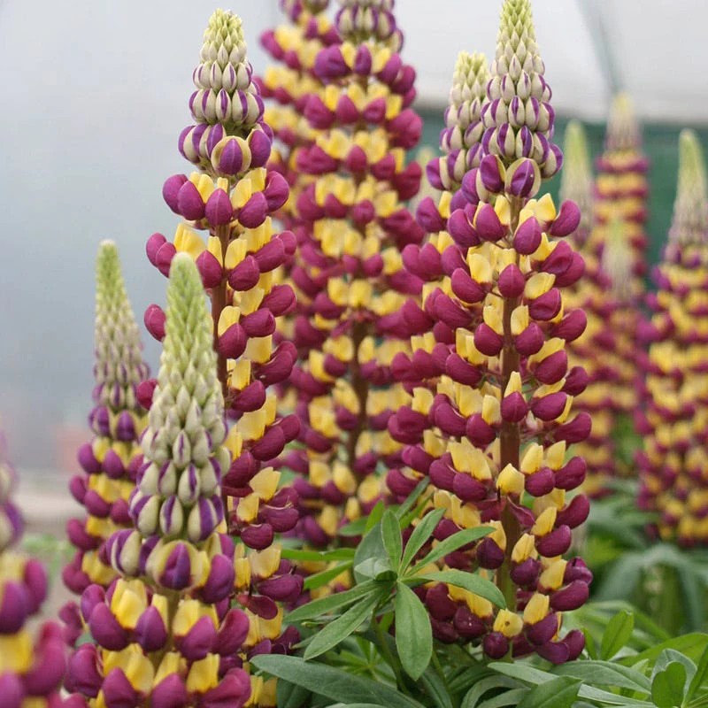 West Country™ Manhattan Lights Lupine - Image 3