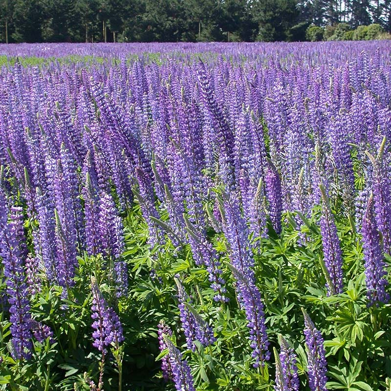 Perennial Lupine Seeds - Image 3