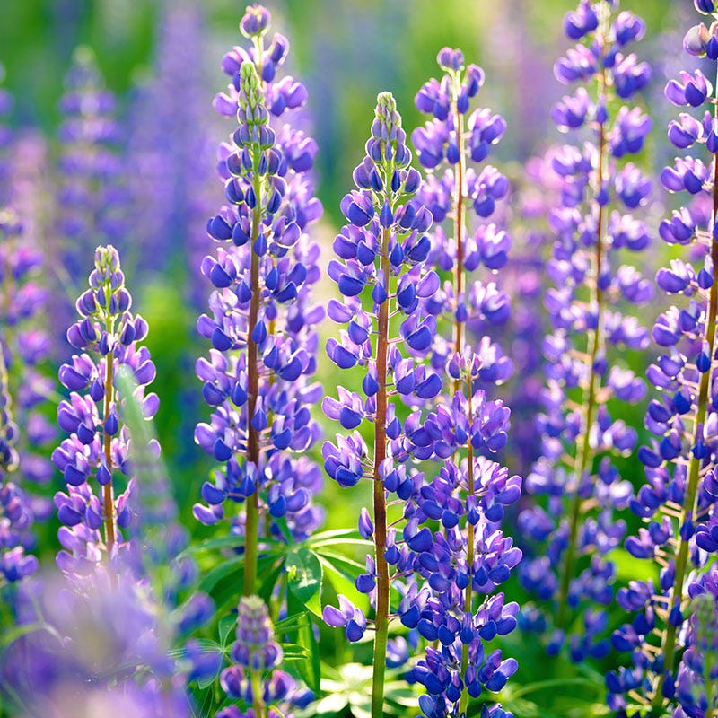 Perennial Lupine Seeds - Image 6