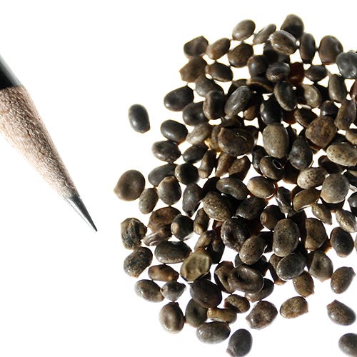 Perennial Lupine Seeds - Image 9
