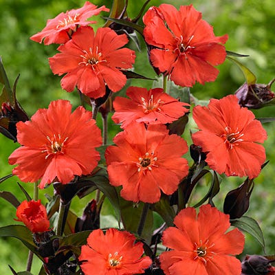 Lipstick Lychnis - Image 2