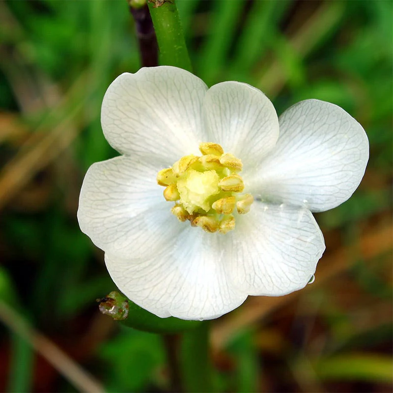 Mayapple - Image 2