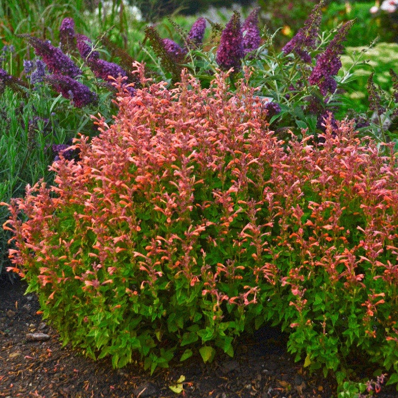 Mini Hummingbird Hangout Plant Collection - Image 3