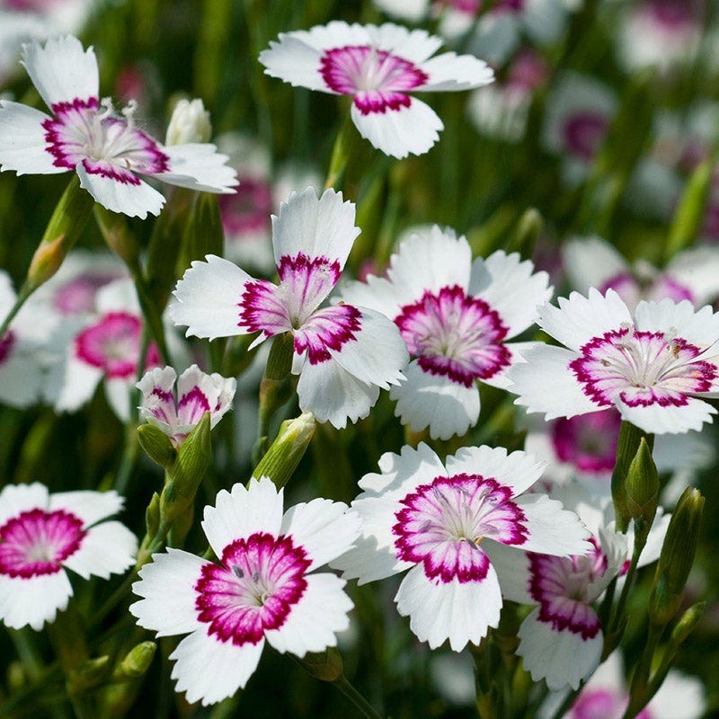 Mini Moonlight Plant Collection - Image 4