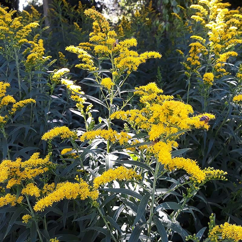 Ecoregion Native Plant Collection - Mixed Wood Plains - Image 5