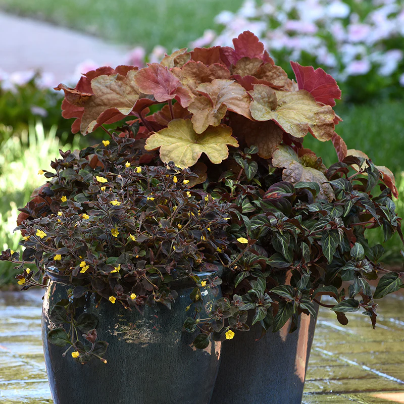 Night Light Moneywort - Image 2