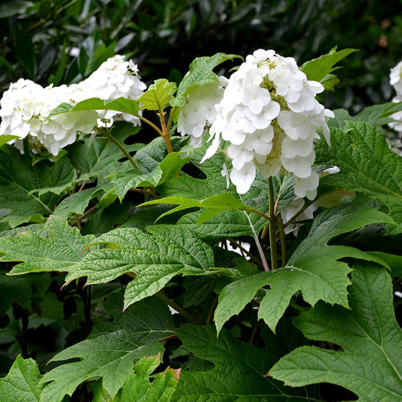 Mother's Day Plant Collection - Image 4