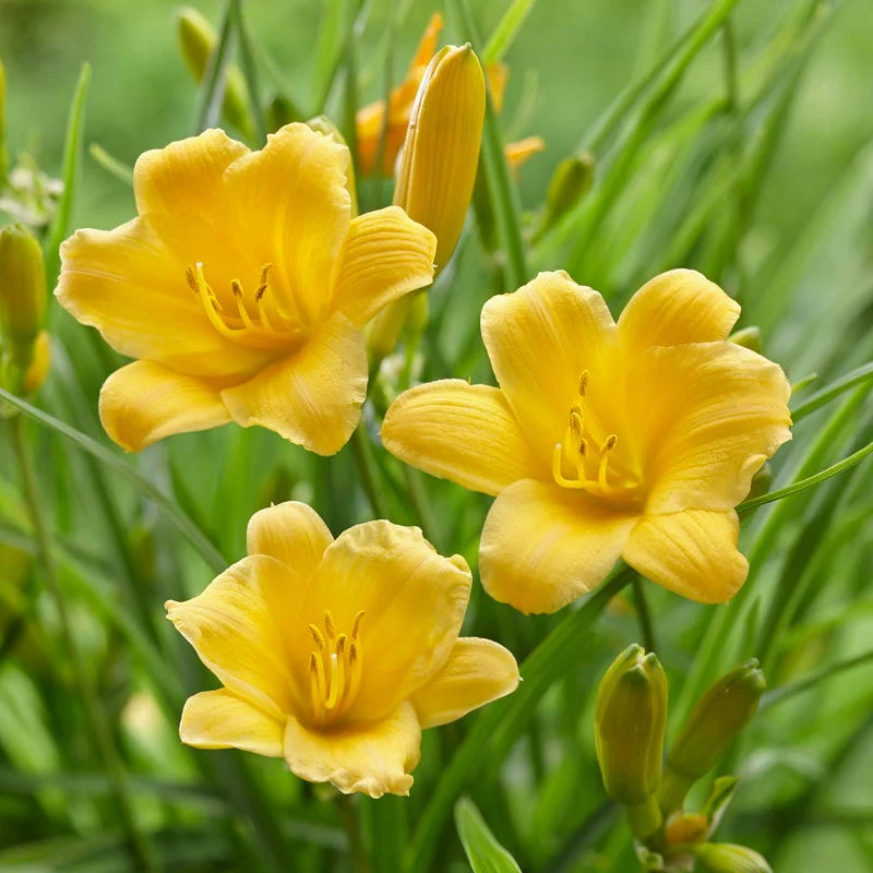 Mother's Day Plant Collection - Image 5
