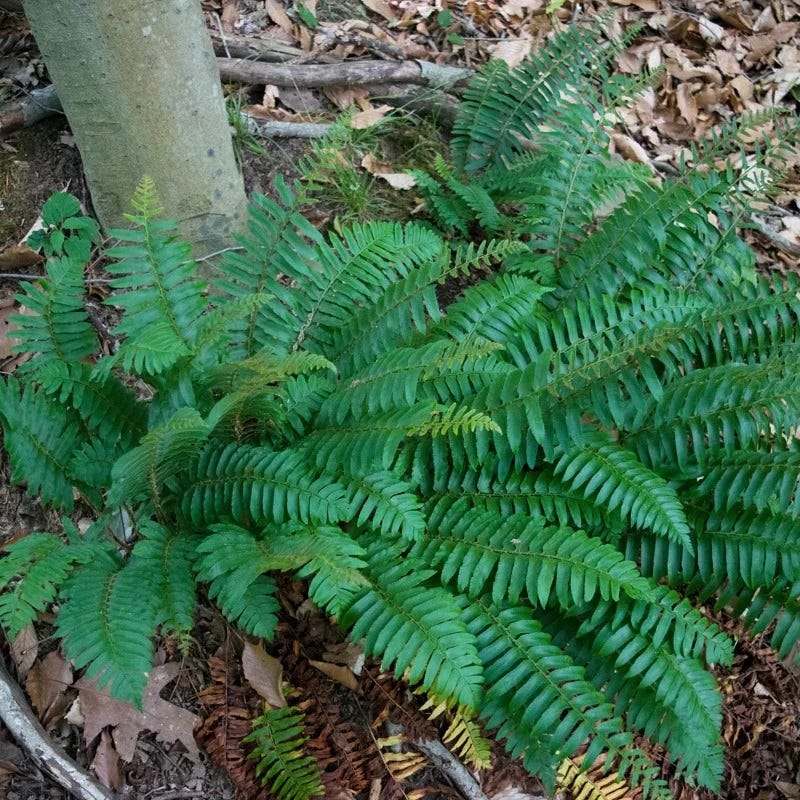 Native Shade Plant Collection - Image 4