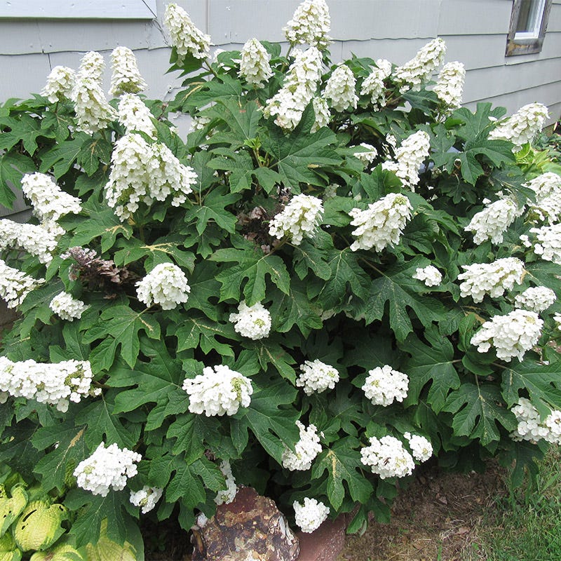 Ruby Slippers Oakleaf Hydrangea - Image 3