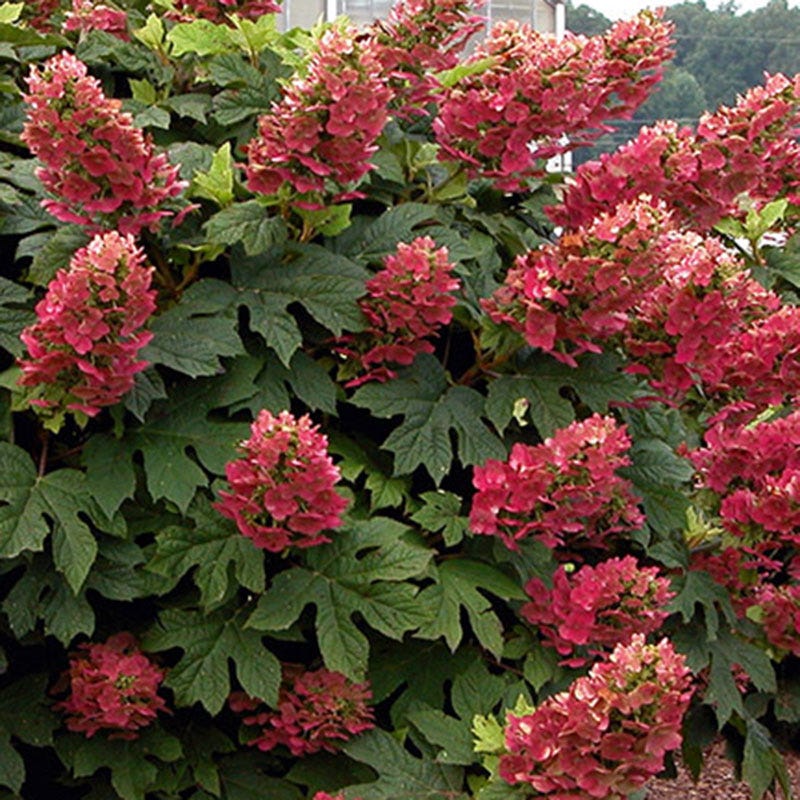 Ruby Slippers Oakleaf Hydrangea - Image 7