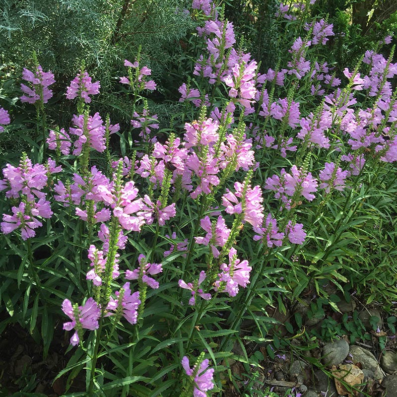 Pink Obedient Plant - Image 4