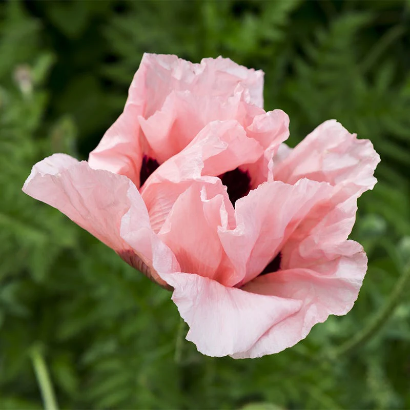 Coral Reef Oriental Poppy - Image 2