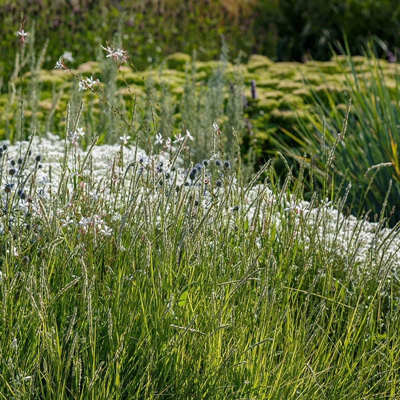 Autumn Moor Grass - Image 2