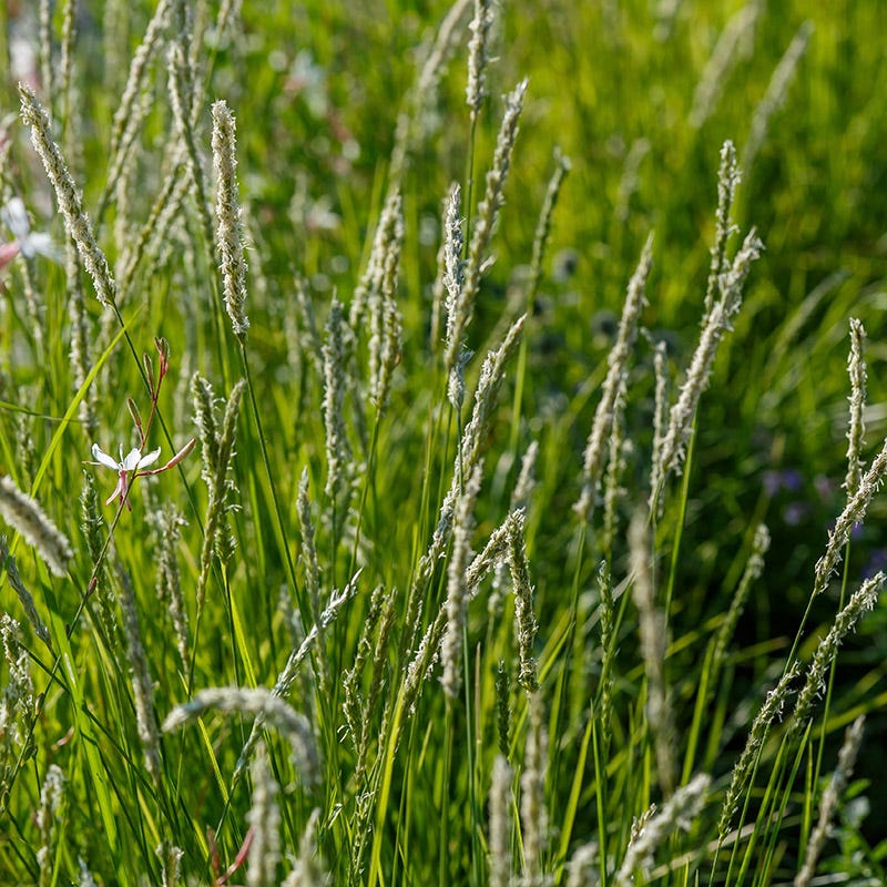 Autumn Moor Grass - Image 3