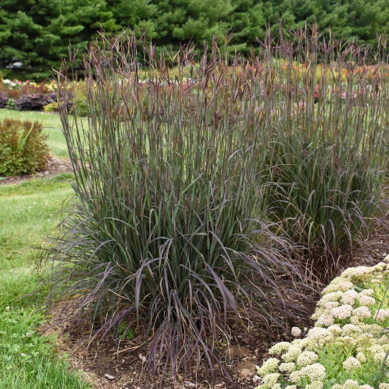 Blackhawks Big Bluestem Grass - Image 2